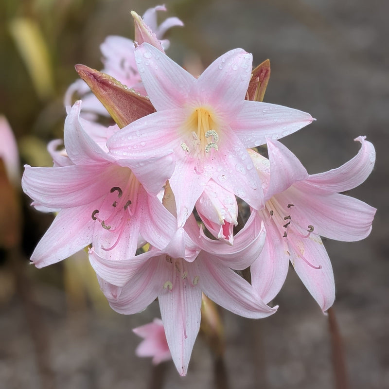 Fynbos