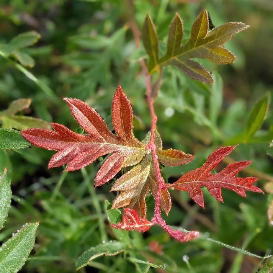 Close-up of a branch with red and green leaves on a blurred natural background