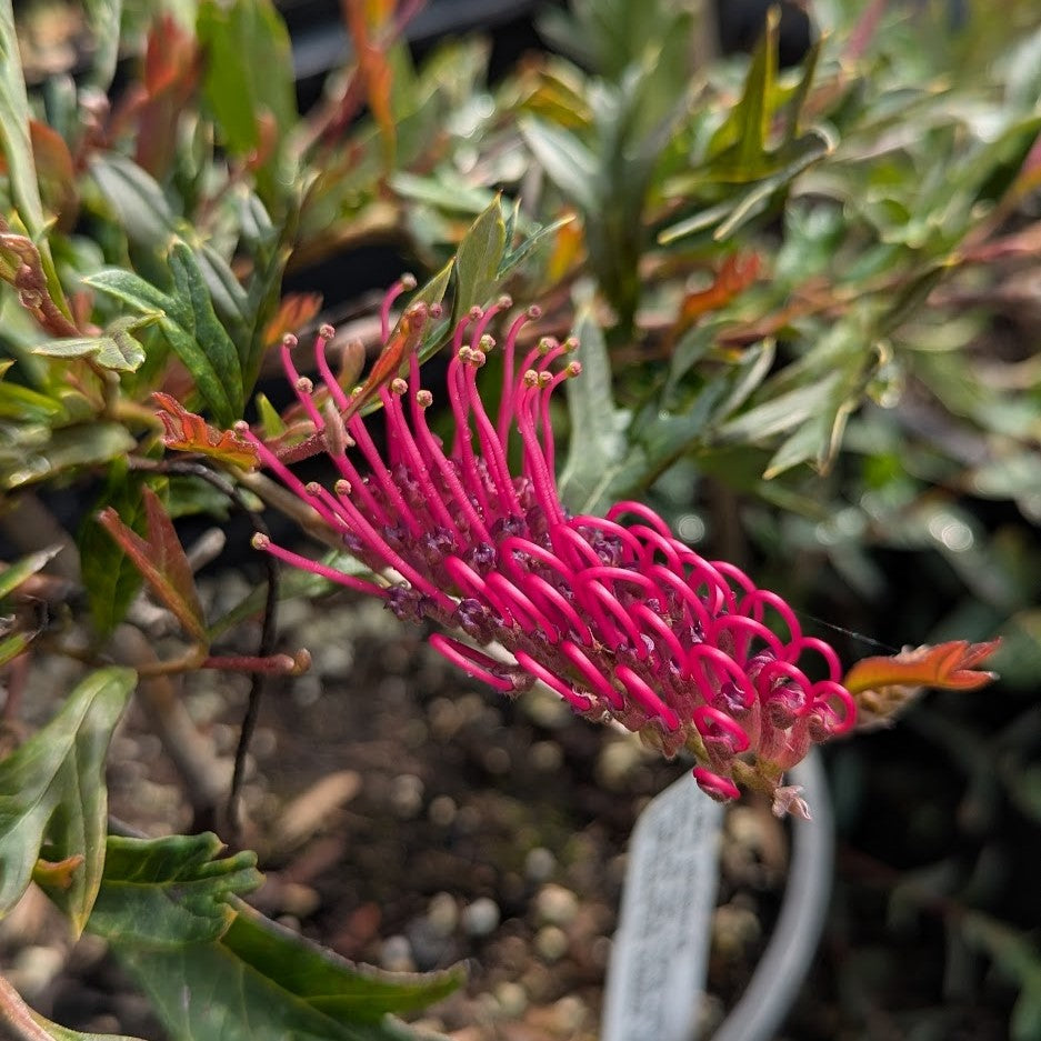 Grevillea × gaudichaudii – Oak Leaf Grevillea