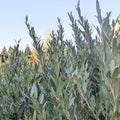 Grevillea 'Neil Bell' – Rare Hybrid Grevillea