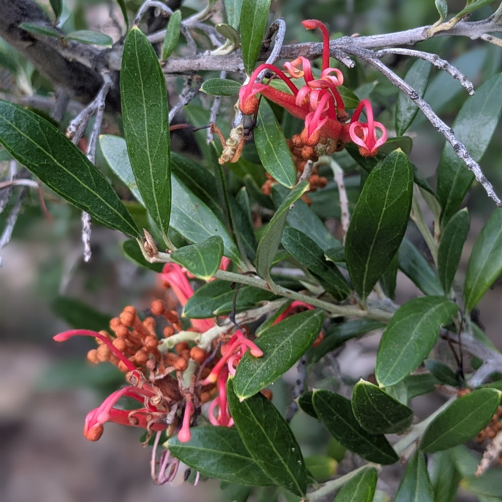 Grevillea 'Neil Bell' – Rare Hybrid Grevillea