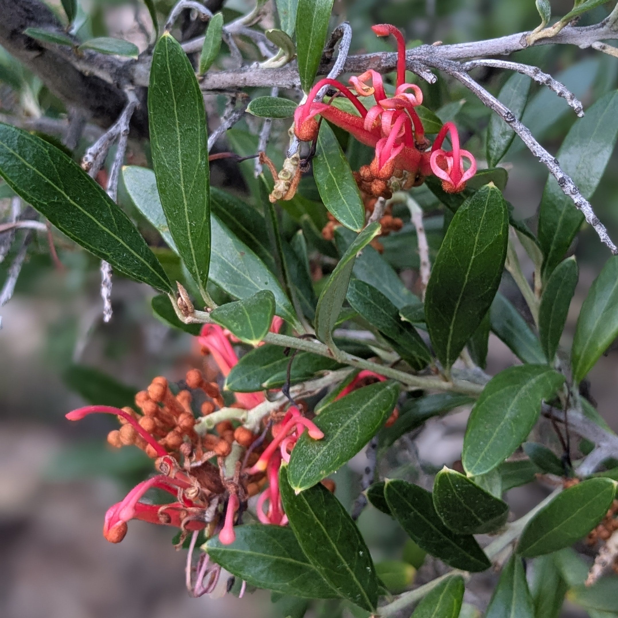 Grevillea 'Neil Bell' – Rare Hybrid Grevillea
