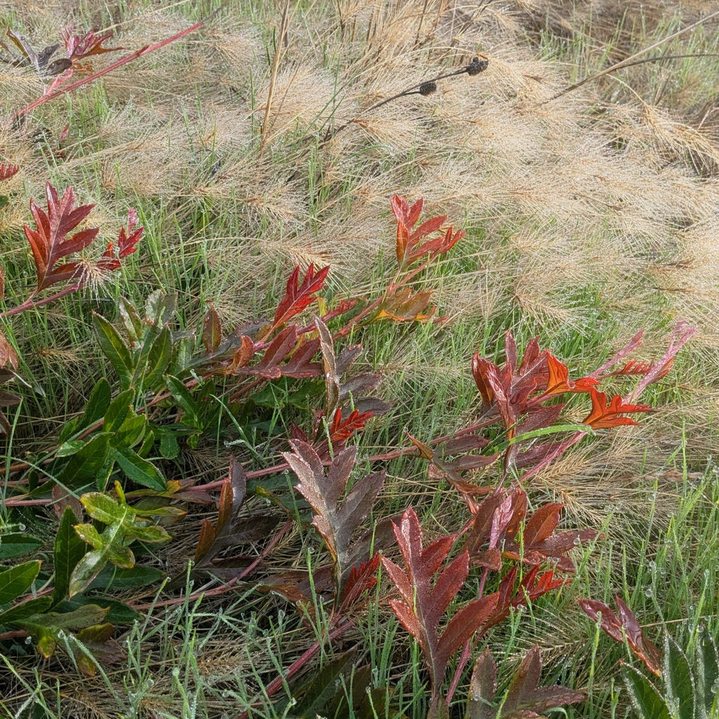 Grevillea × gaudichaudii – Oak Leaf Grevillea